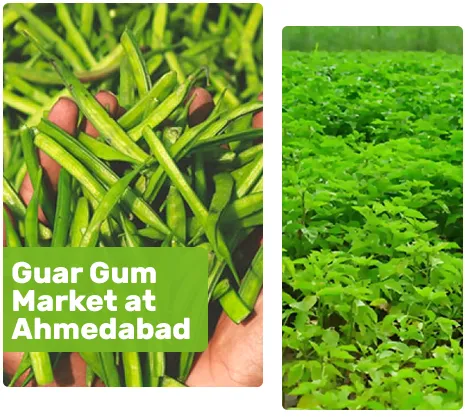 Industrial Grade Guar Gum